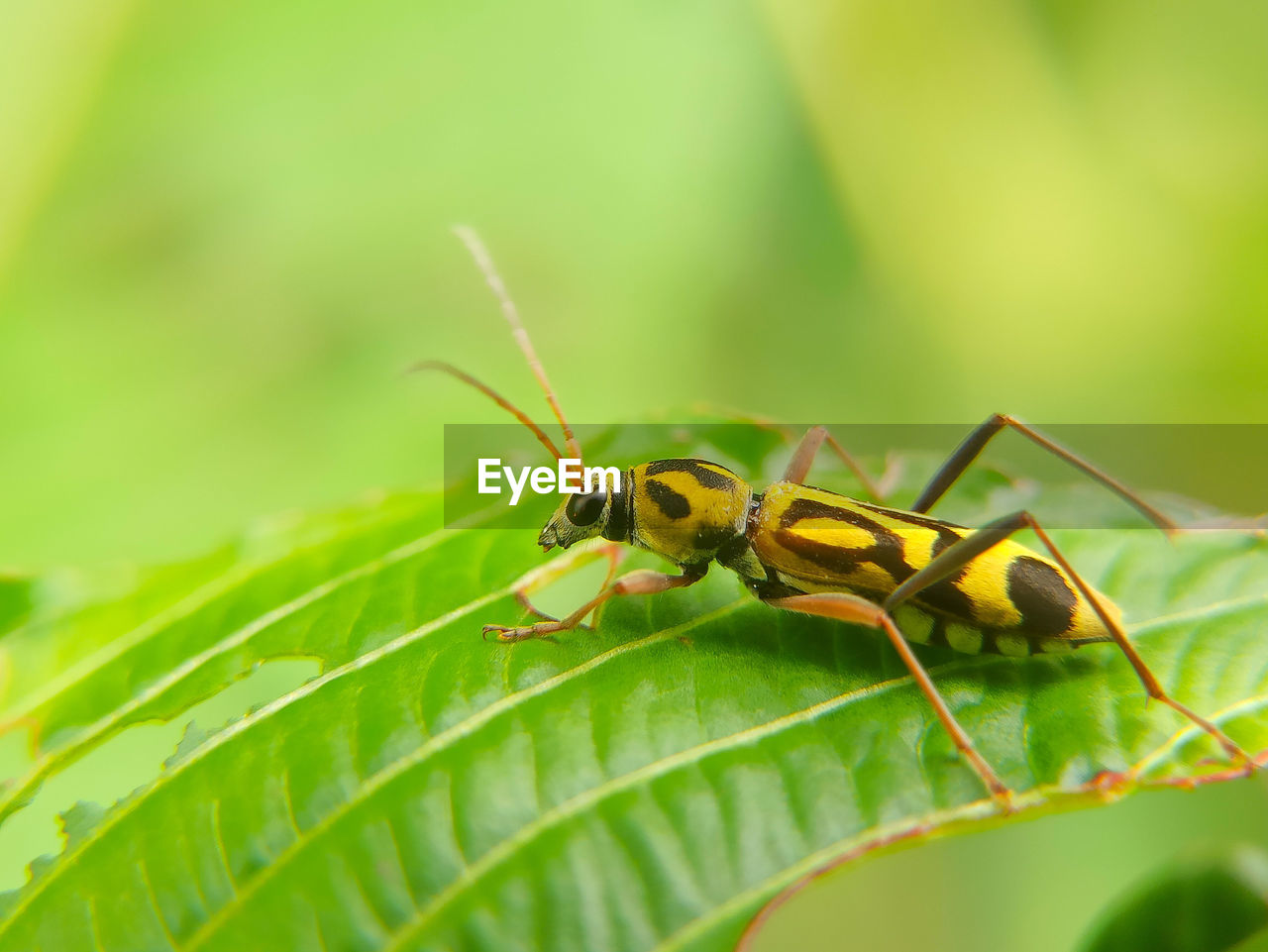 CLOSE-UP OF GRASSHOPPER ON LEAF