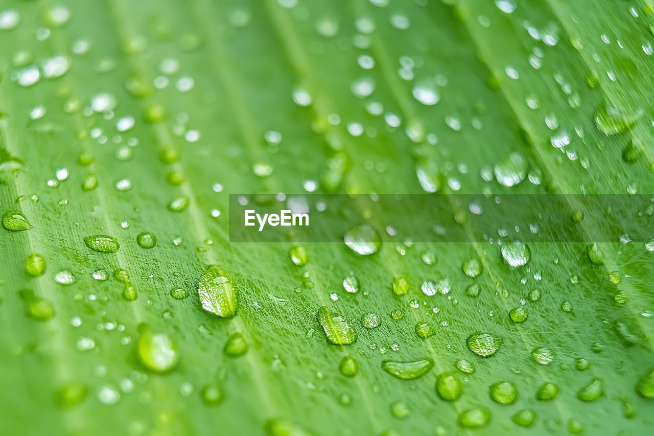 FULL FRAME SHOT OF WET LEAVES