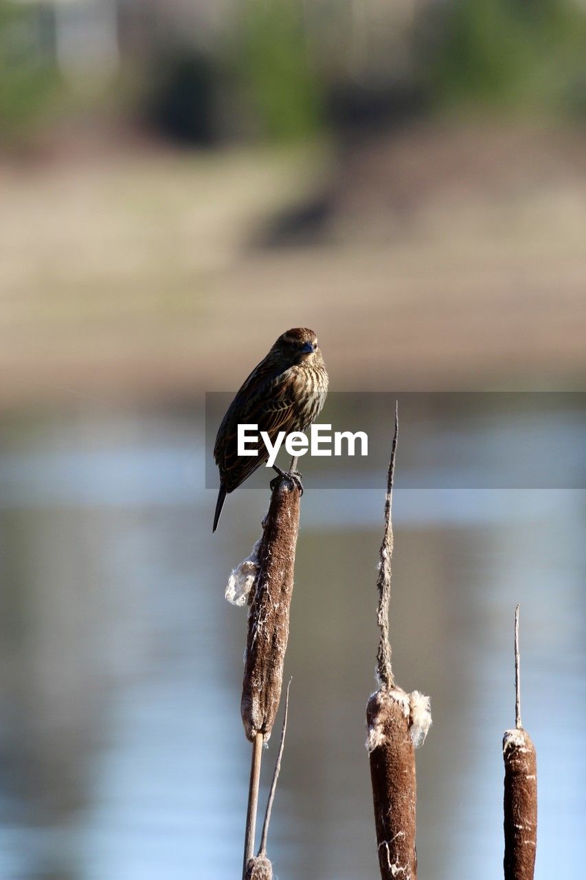 animal themes, animal, animal wildlife, bird, wildlife, nature, one animal, focus on foreground, perching, water, no people, close-up, branch, day, outdoors, lake, wood, beauty in nature