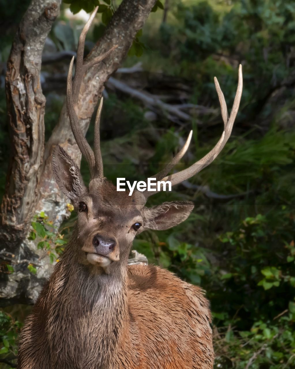 Close-up of deer in the forest