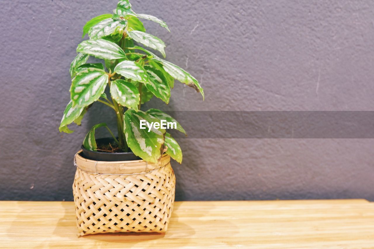 CLOSE-UP OF POTTED PLANT AGAINST WALL