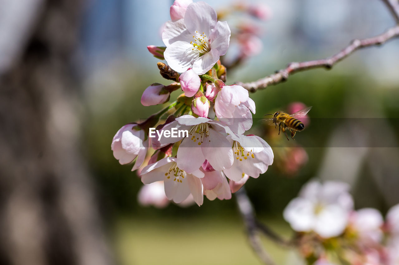 CLOSE-UP OF INSECT ON CHERRY BLOSSOMS