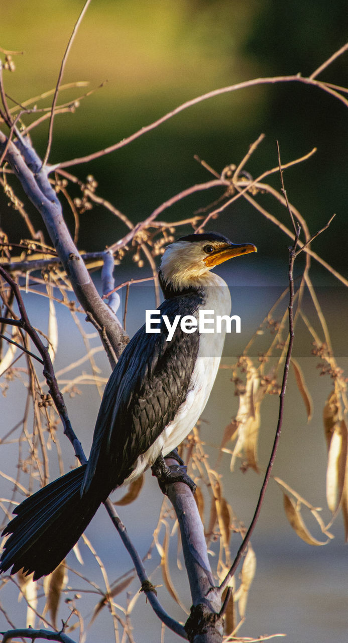 BIRD PERCHING ON BRANCH