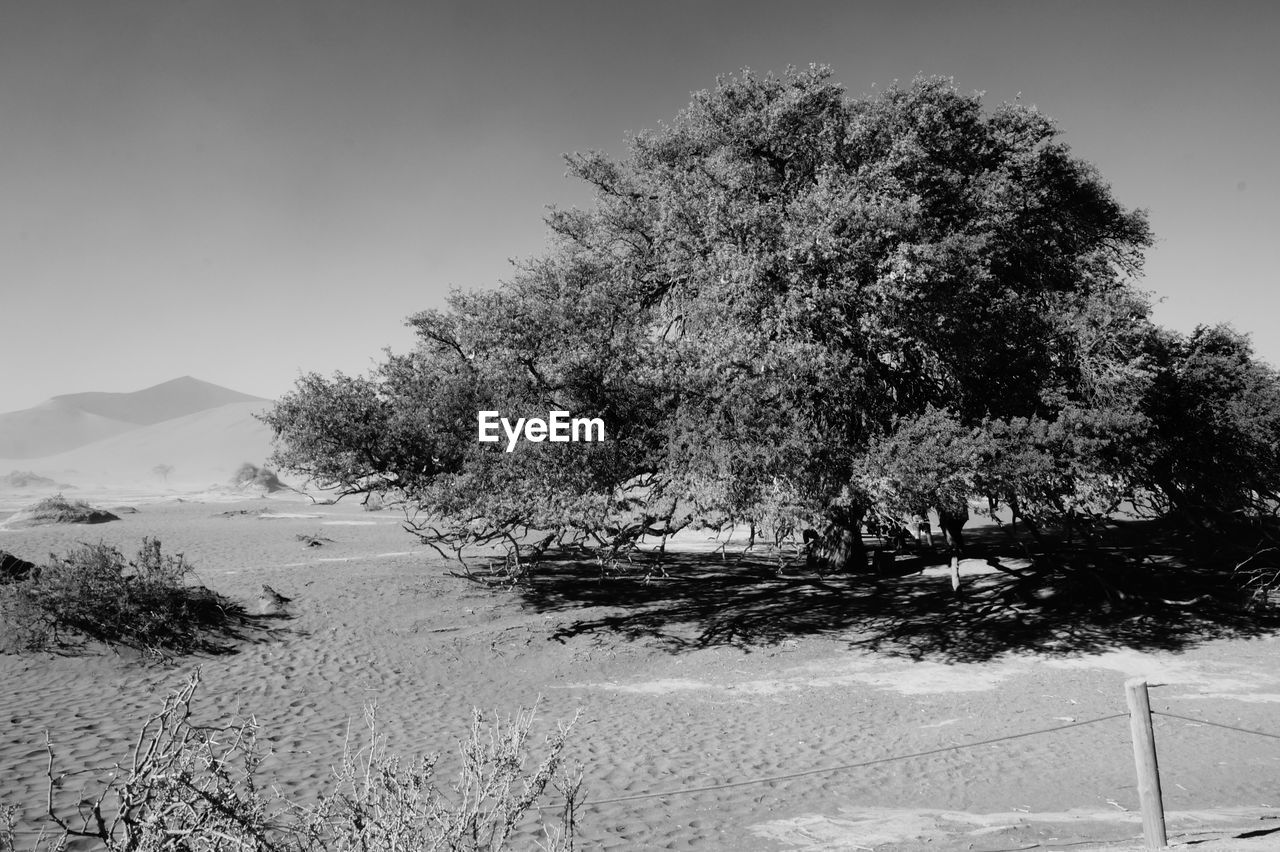 TREES AGAINST CLEAR SKY DURING WINTER