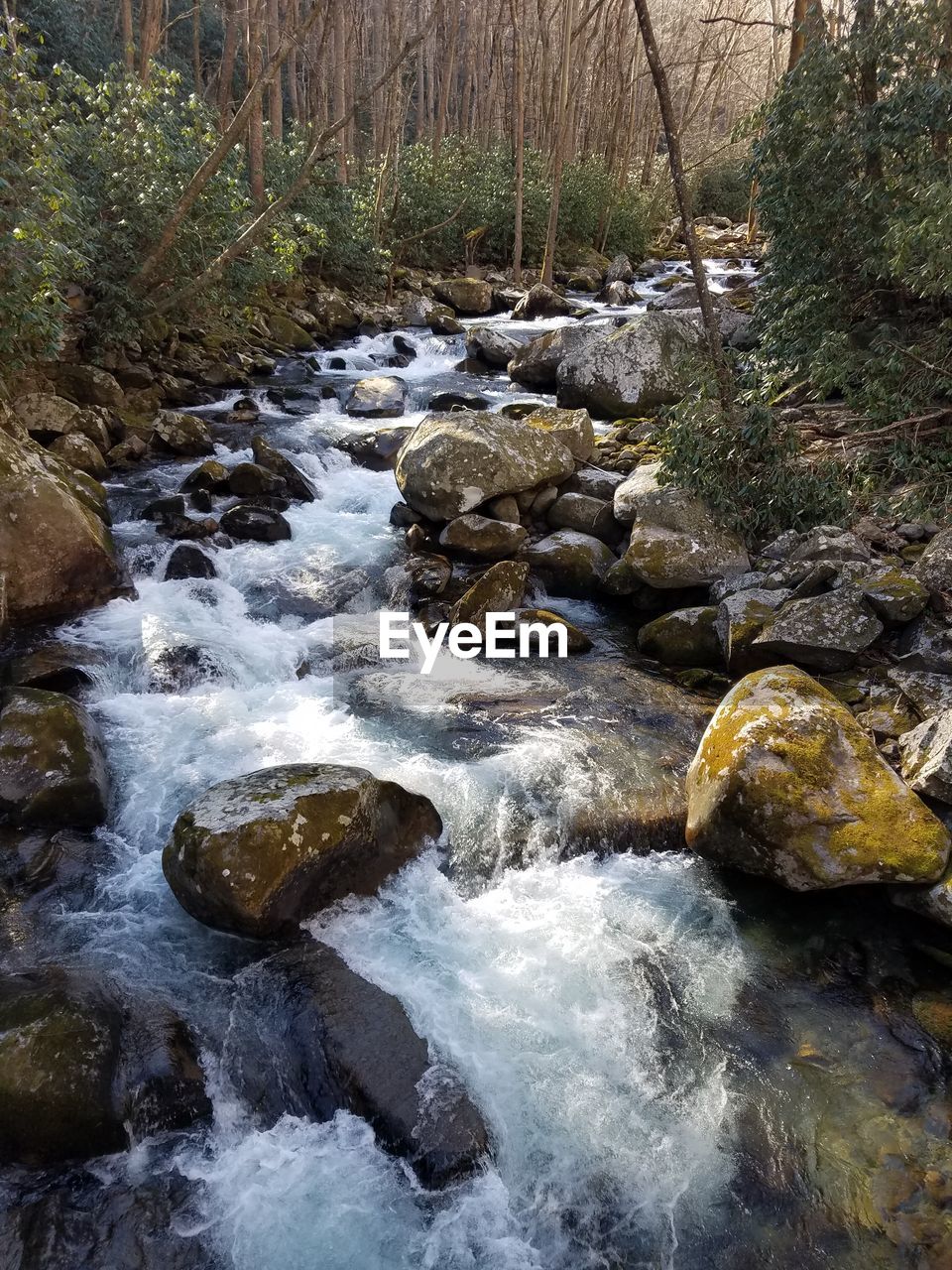 RIVER FLOWING IN FOREST