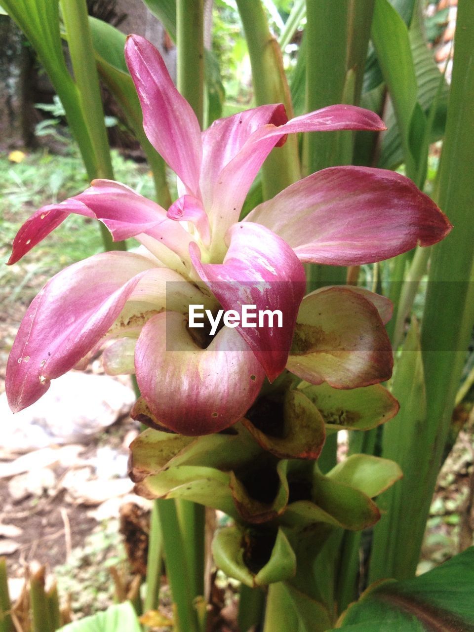 CLOSE-UP OF PINK FLOWER BLOOMING