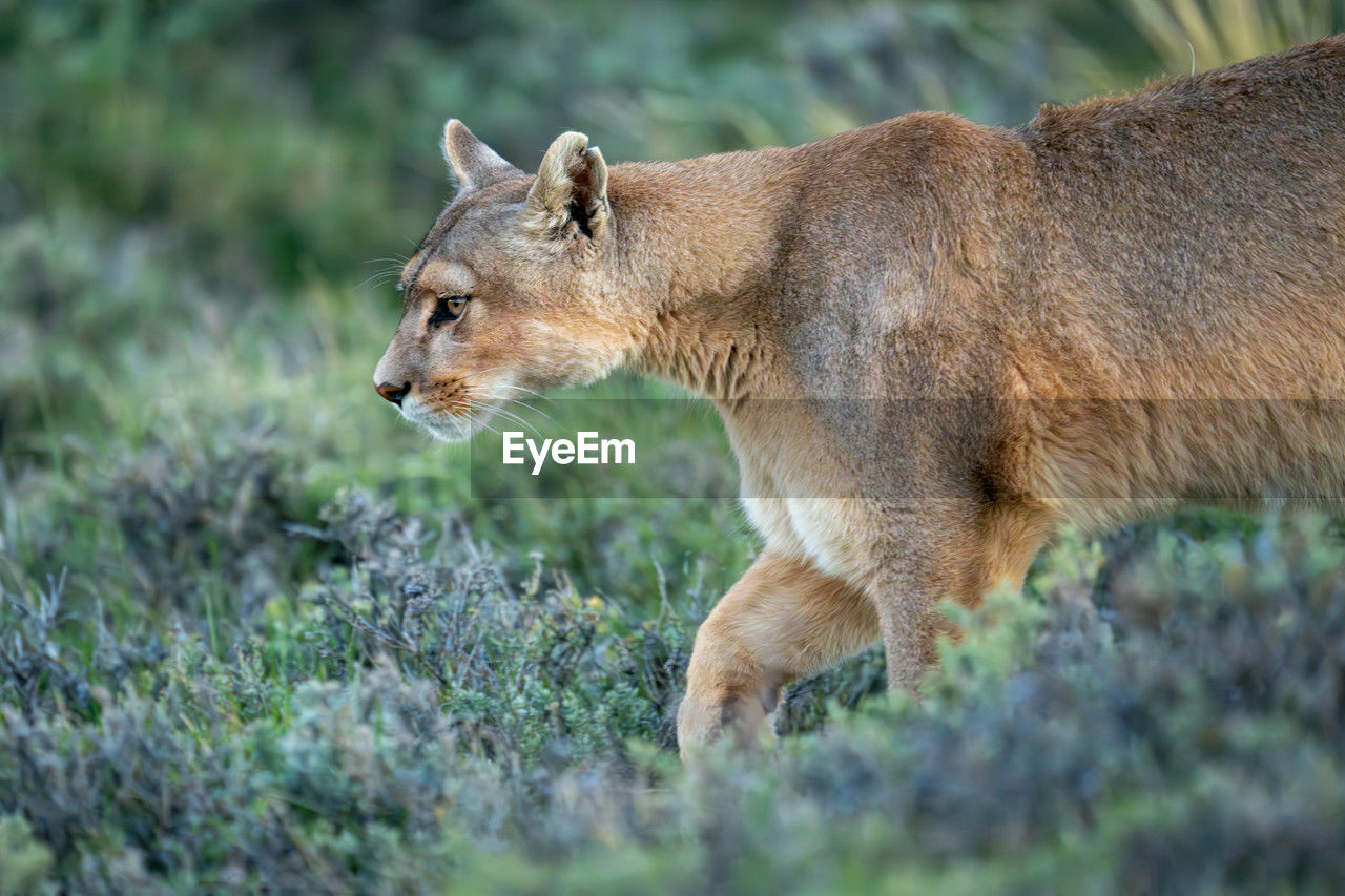 close-up of lion