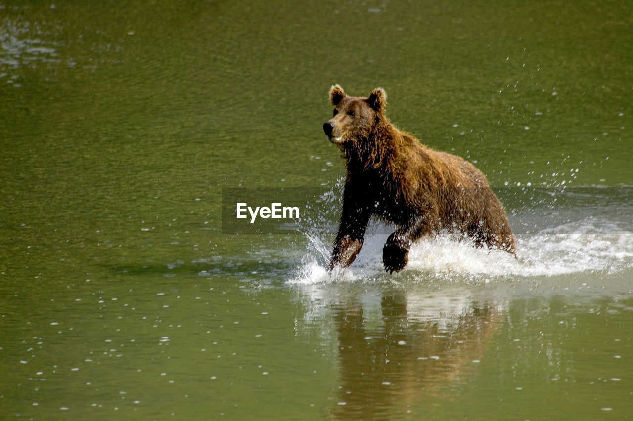 Grizzly bear running in lake