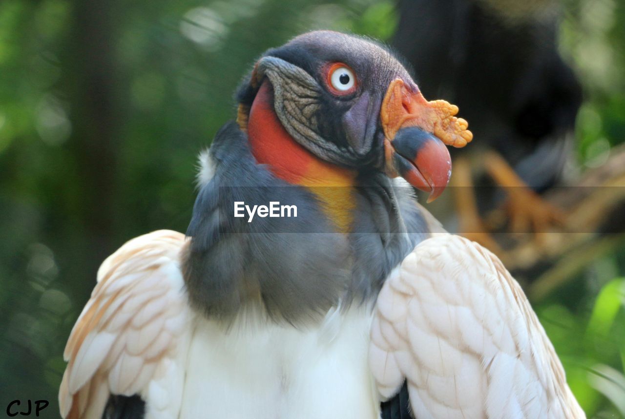 CLOSE-UP OF BIRD IN WATER