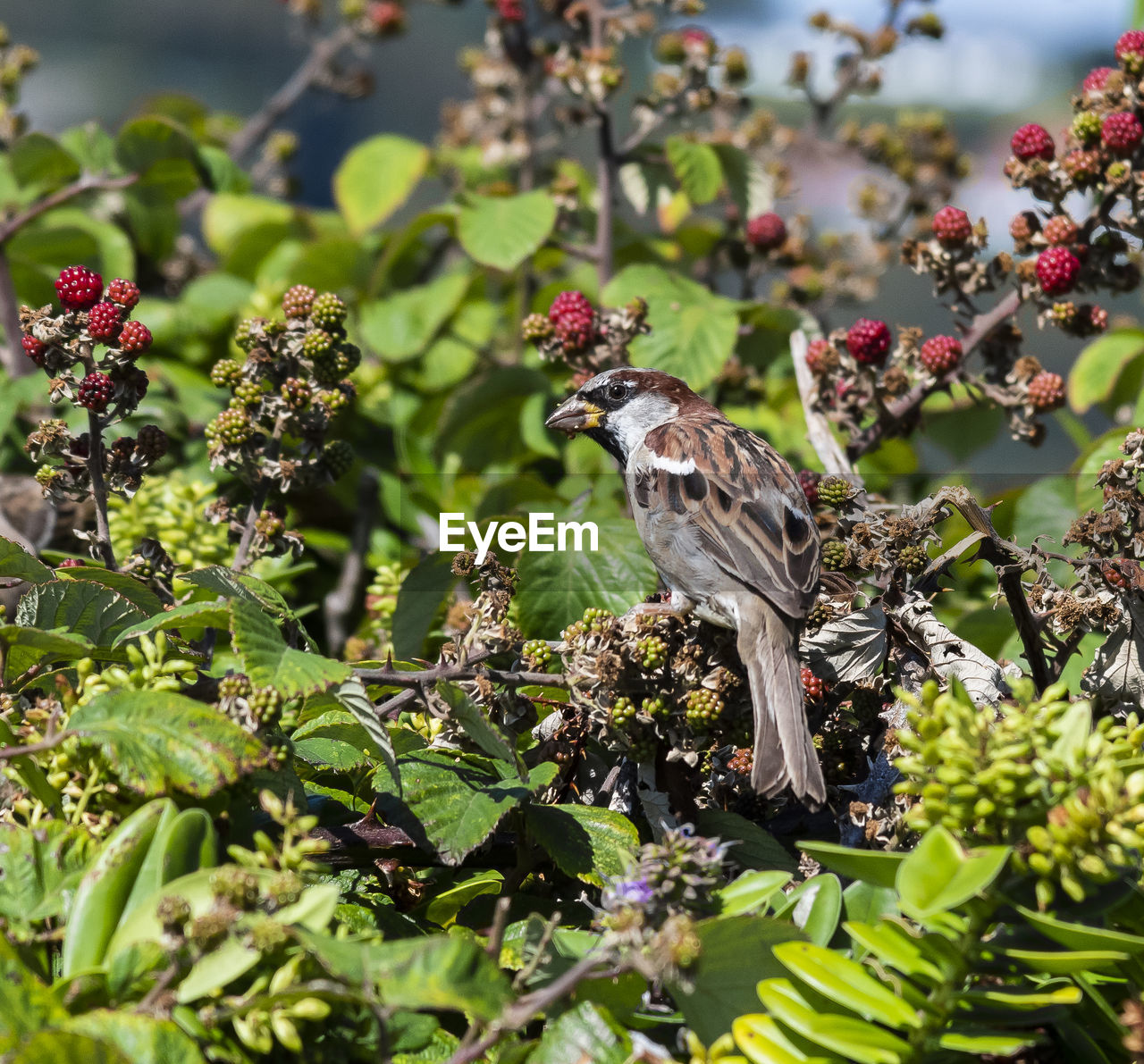 VIEW OF BIRD ON PLANTS