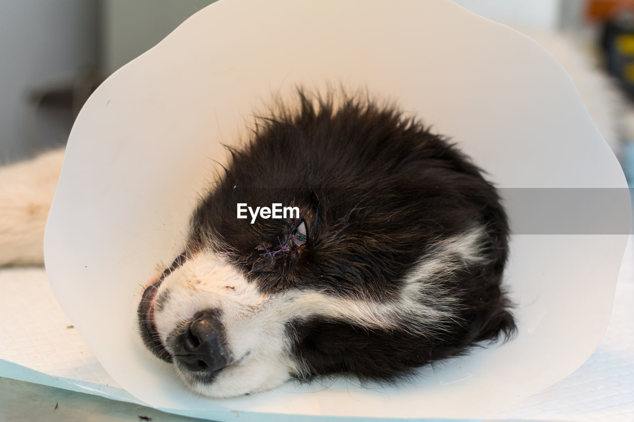 Sedated puppy with a bite wound near the eye on the table at the veterinary clinic, with collar afte