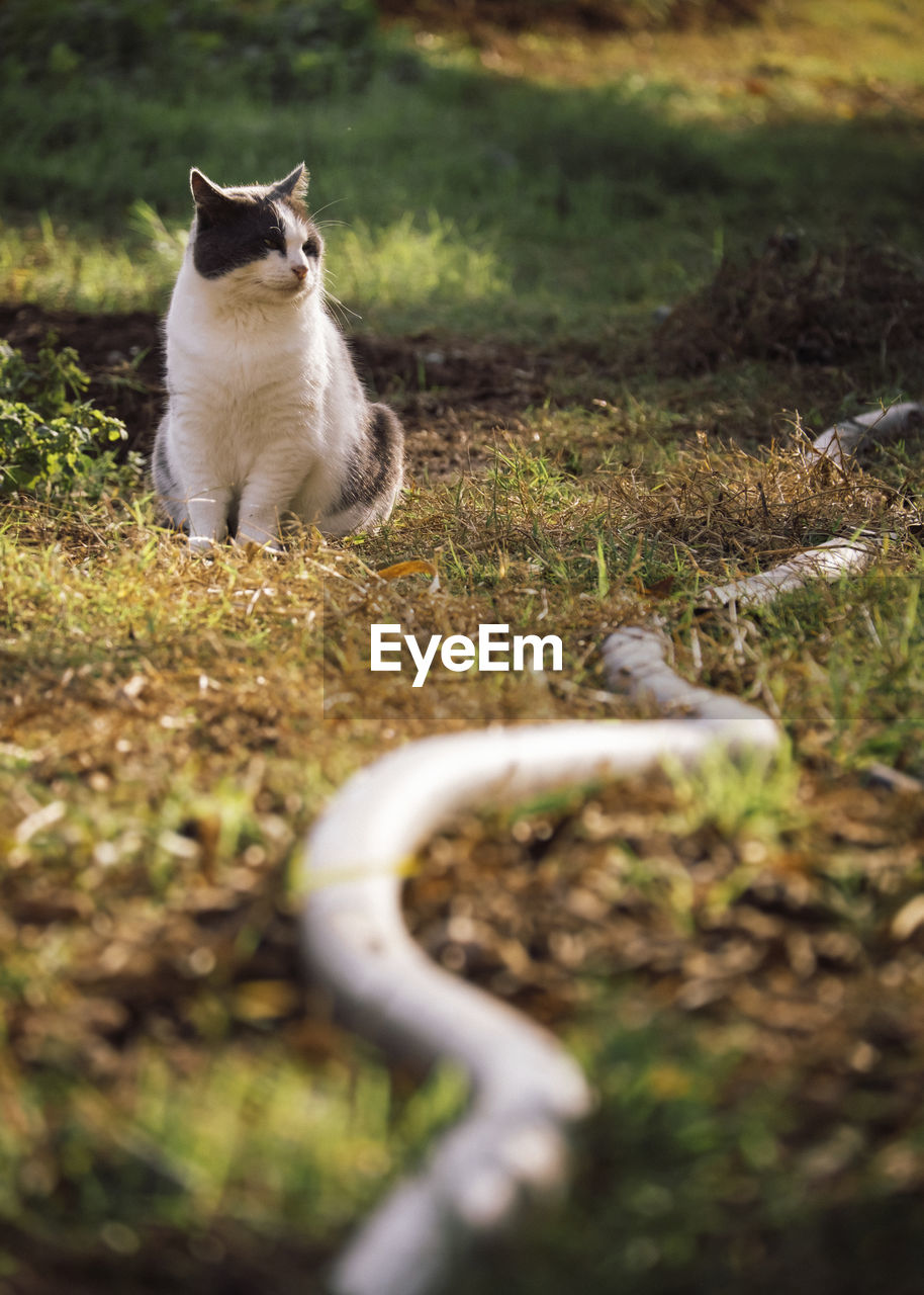 animal themes, animal, mammal, one animal, cat, pet, domestic animals, nature, grass, wildlife, plant, selective focus, no people, small to medium-sized cats, sitting, feline, domestic cat, green, day, felidae, portrait, outdoors, looking, carnivore, land, full length