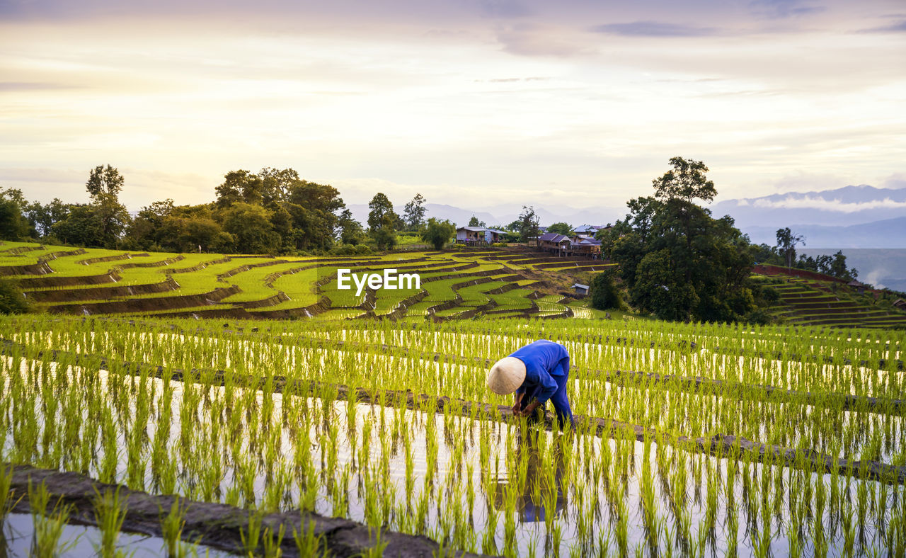 Farmers farming on rice terraces. ban pa bong piang northern region in thailand.