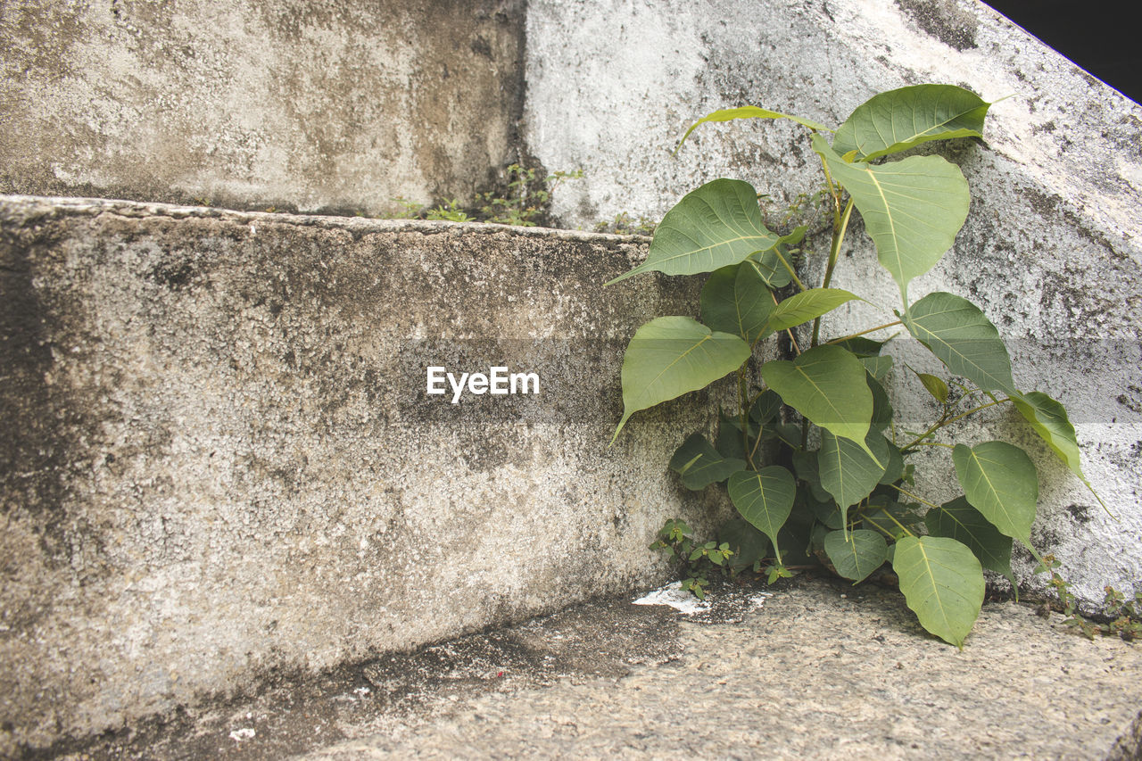 CLOSE-UP OF PLANT GROWING BY WALL