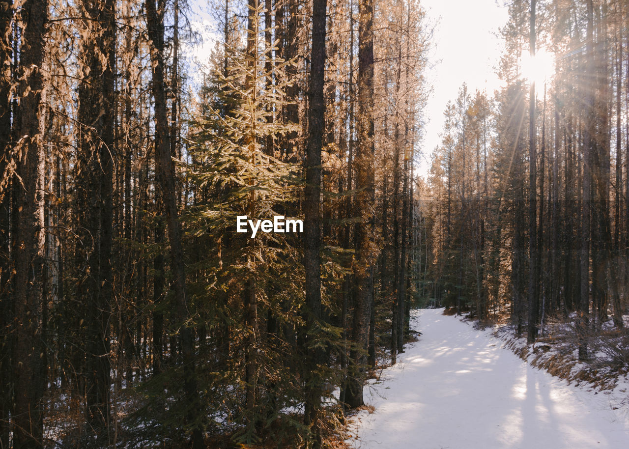 Sunny view of a forest in winter