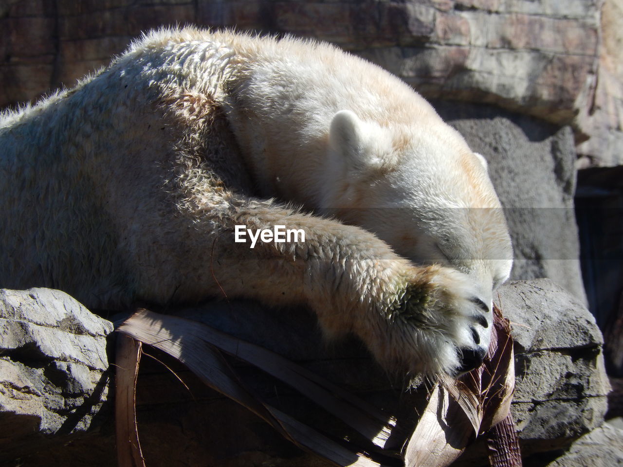 CLOSE-UP OF GOAT IN THE BACKGROUND