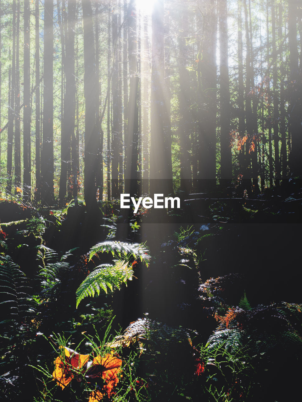 Sunlight streaming through trees in forest