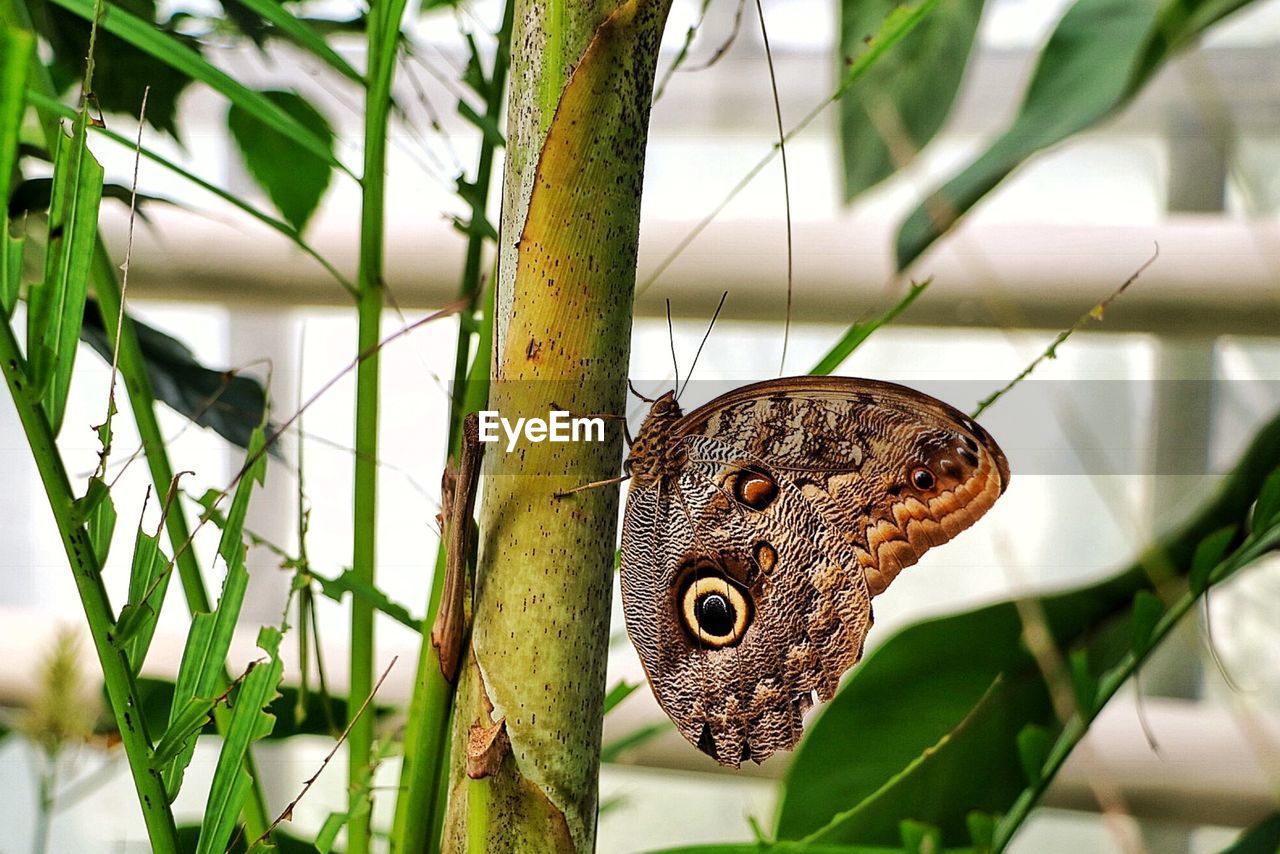 Close-up of butterfly on a plant