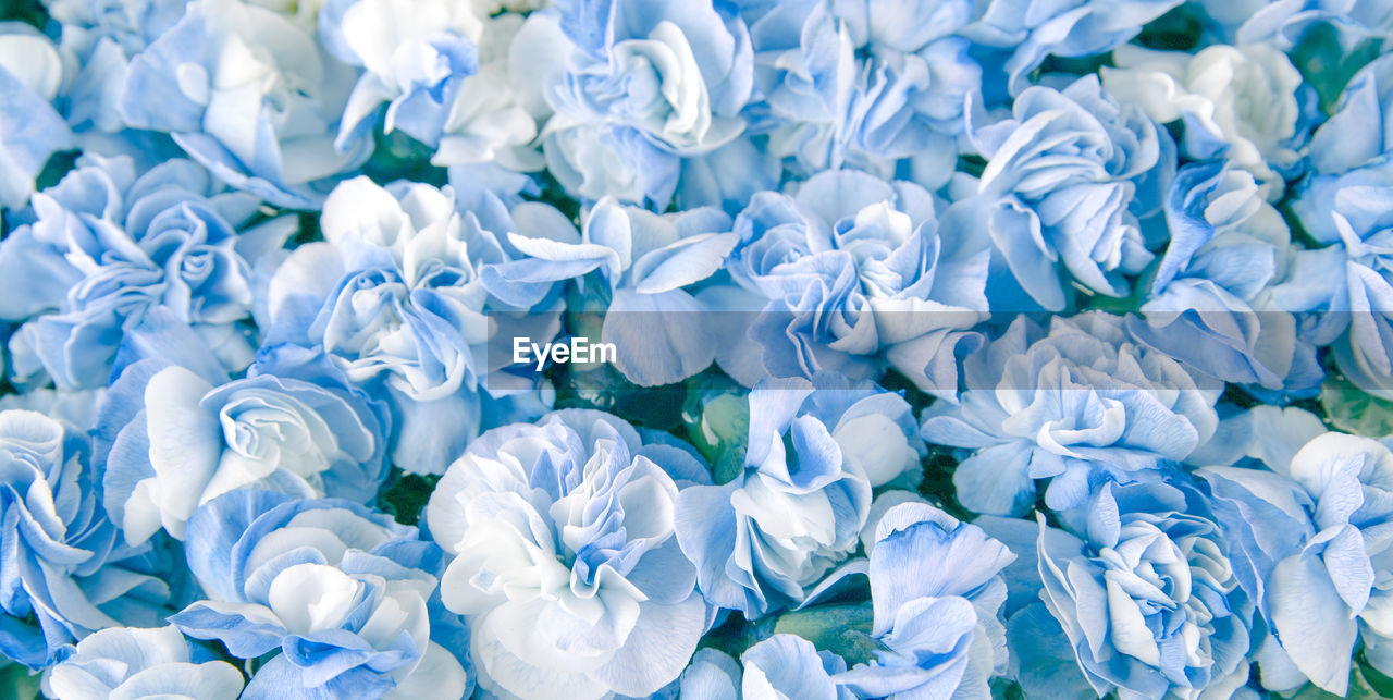Full frame shot of white and blue carnation flowers