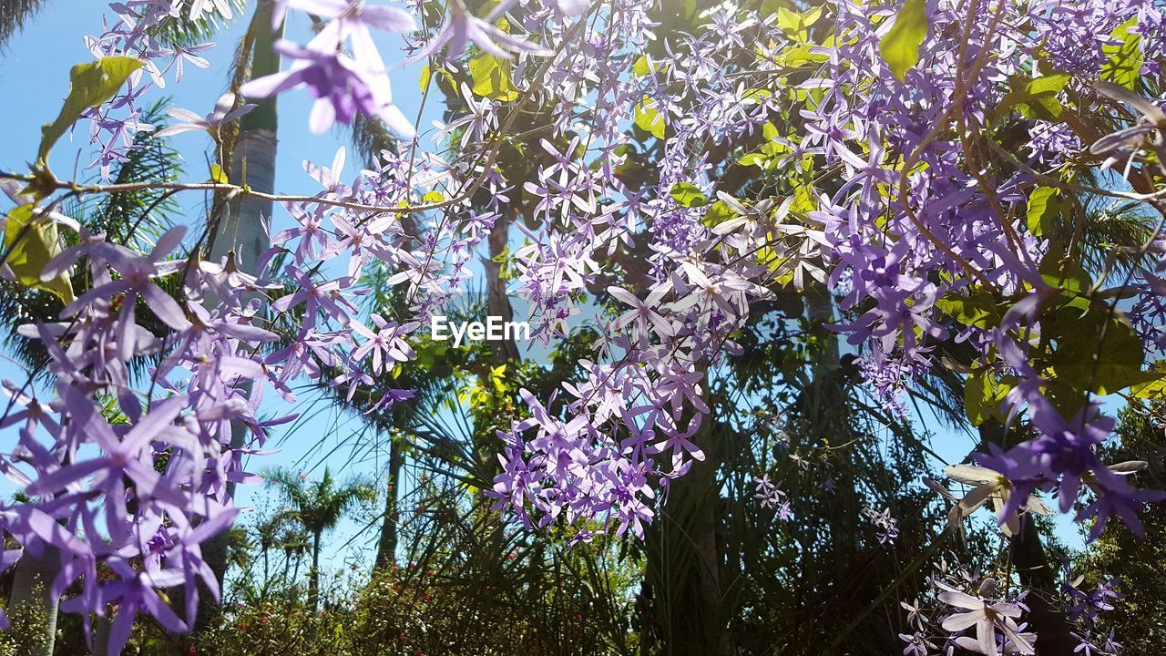 FRESH PURPLE FLOWERING PLANTS IN SPRING