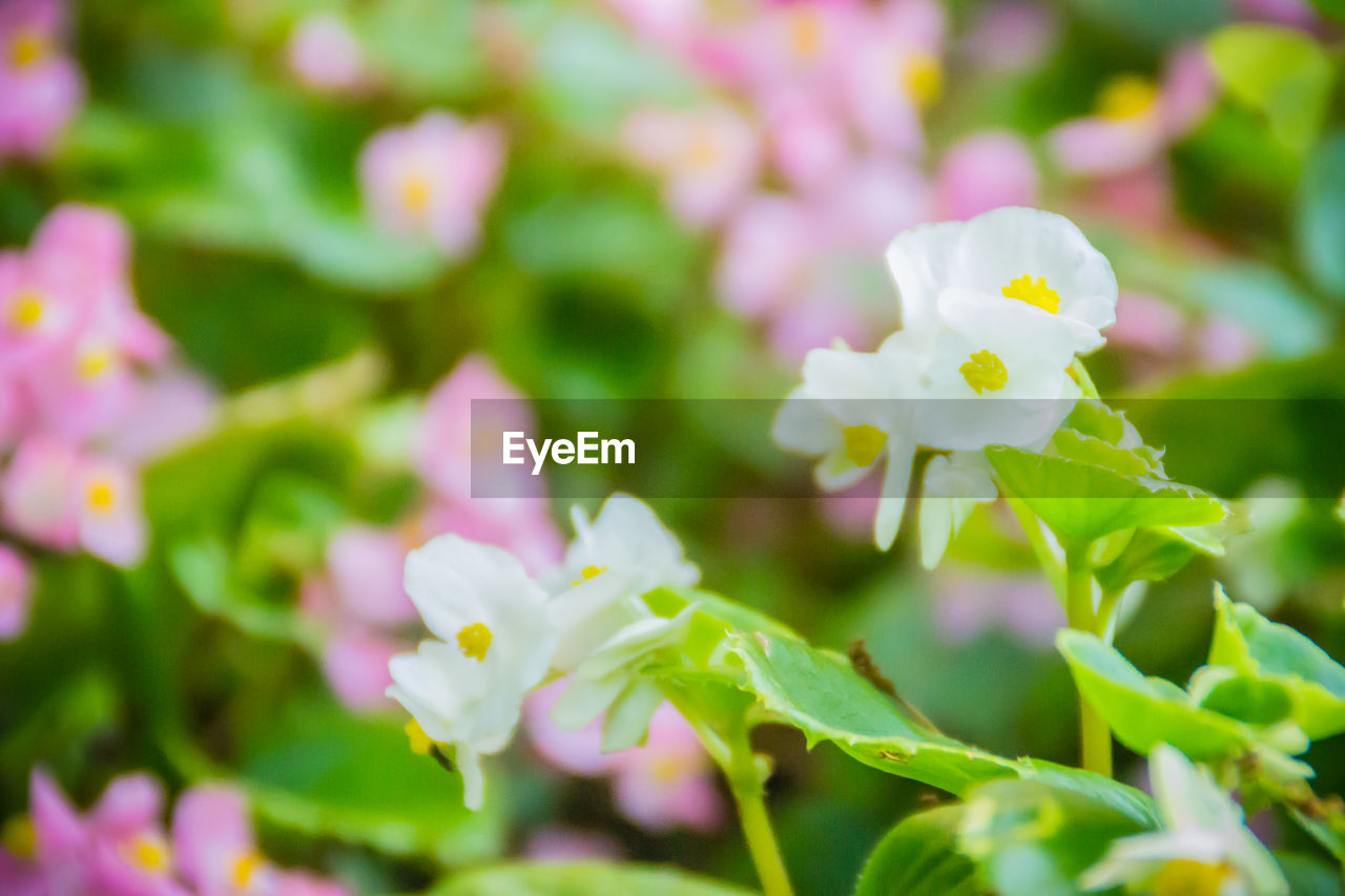 CLOSE-UP OF WHITE ROSE FLOWER