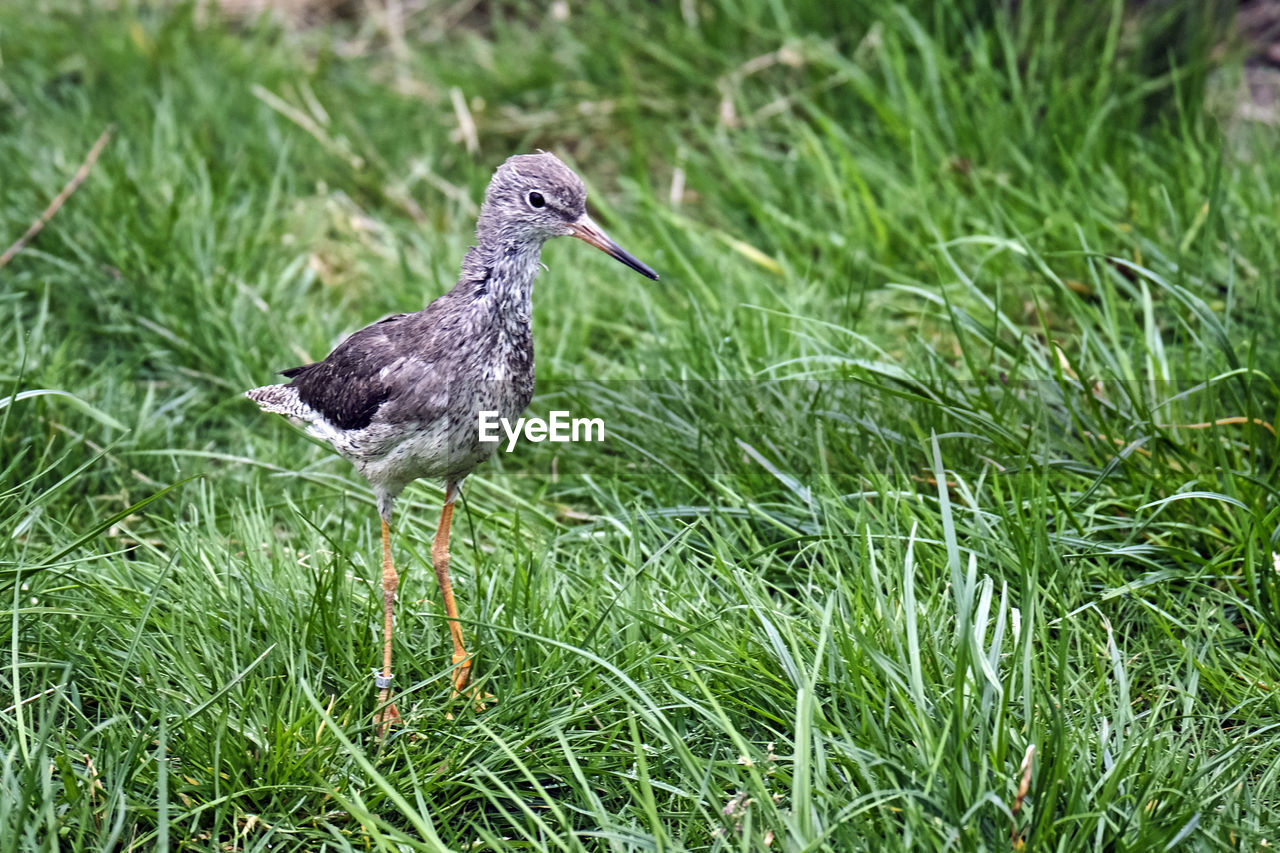 CLOSE-UP OF A BIRD ON A FIELD