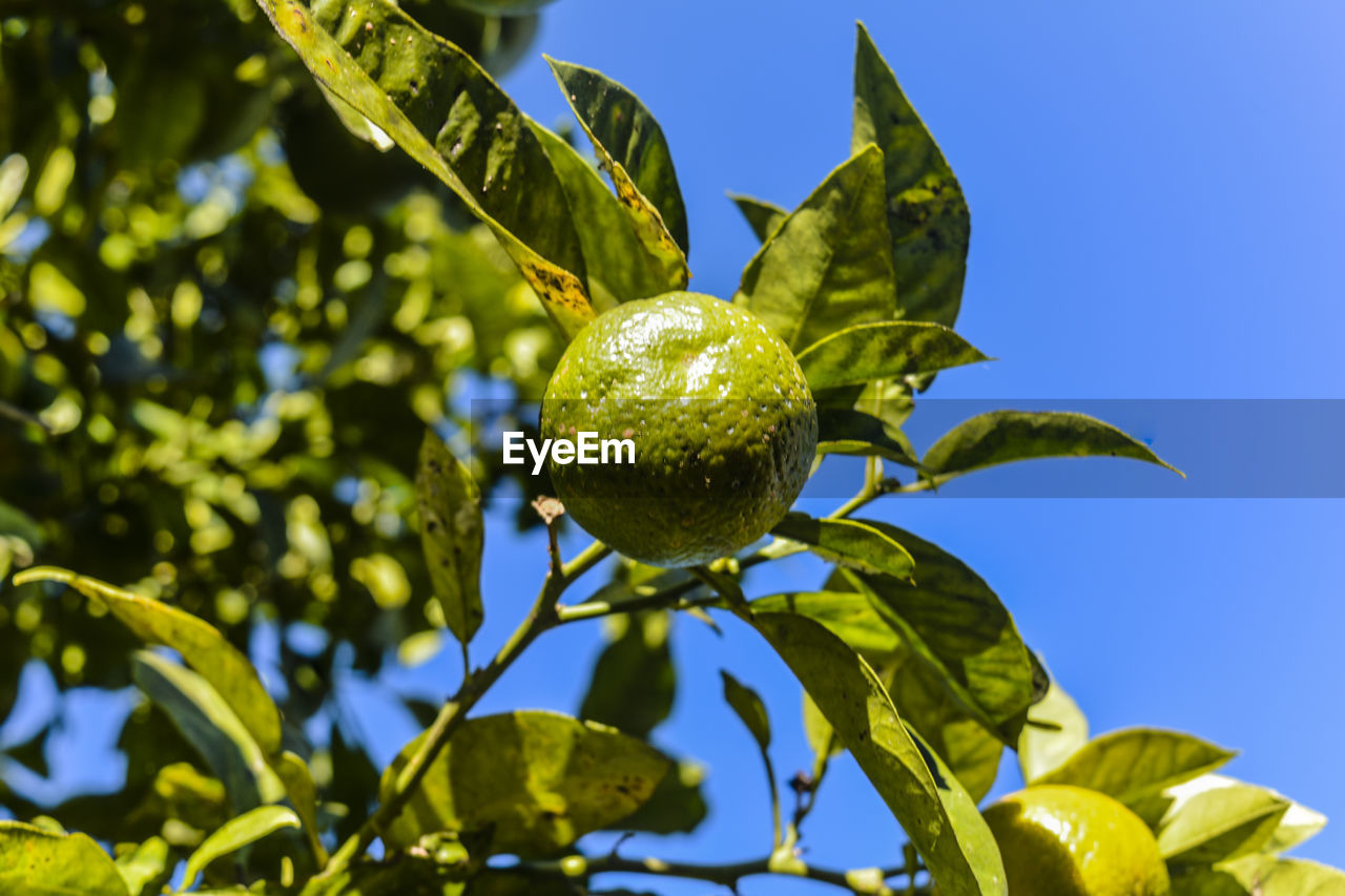 Low angle view of fruits on tree