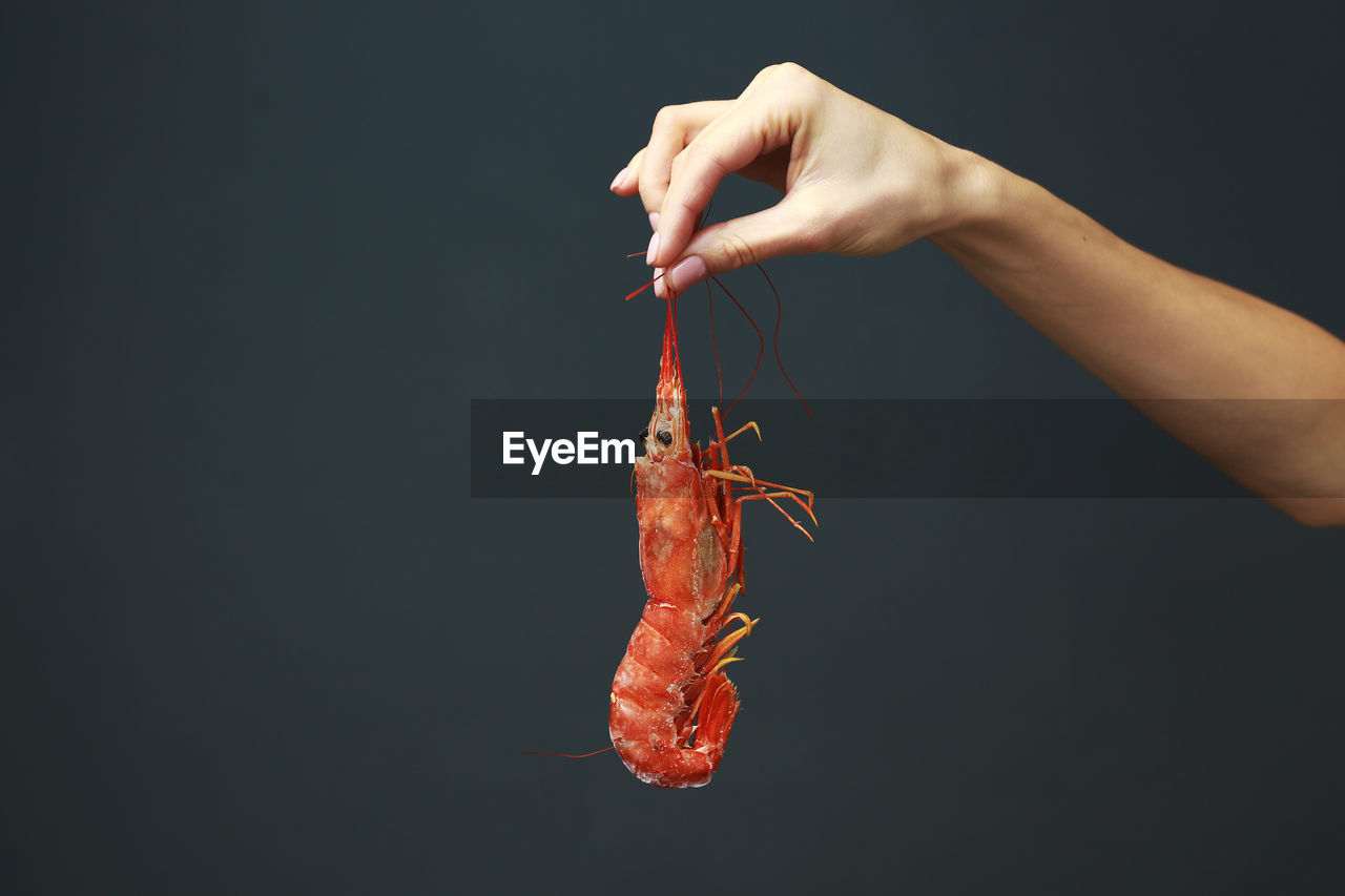 cropped hand of woman holding red flower