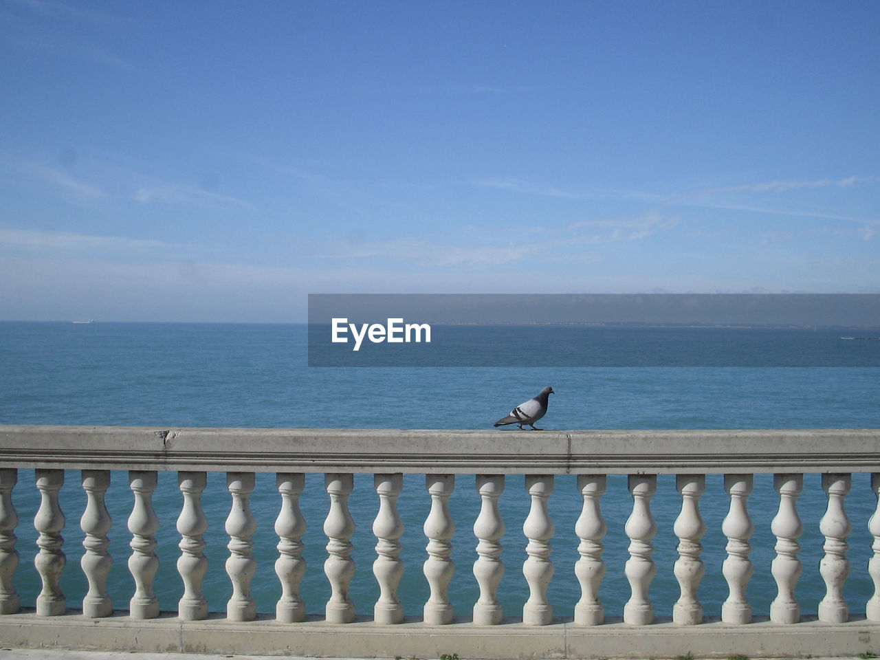 Pigeon perching on railing against sea during sunny day