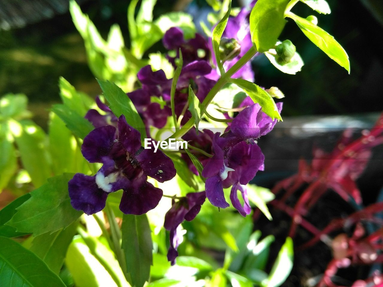 CLOSE-UP OF PURPLE FLOWER PLANT