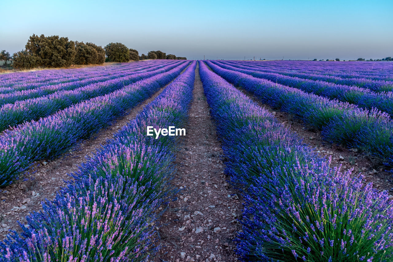 Purple flowering plants on field against sky