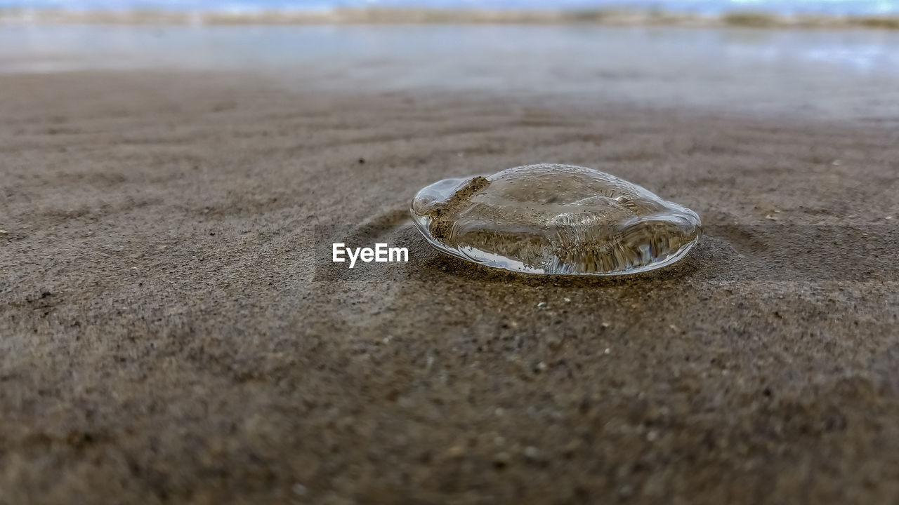 Beached jellyfish on the shore