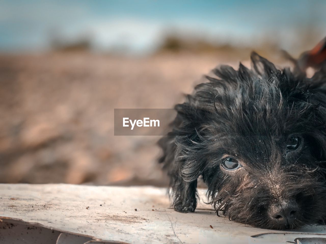 CLOSE-UP PORTRAIT OF DOG RELAXING ON BEACH