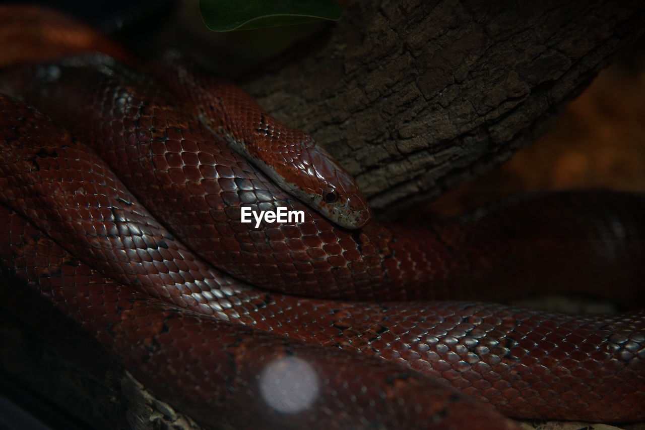 snake, animal themes, animal, serpent, reptile, one animal, close-up, animal wildlife, boa, wildlife, animal body part, no people, boa constrictor, brown, nature, outdoors