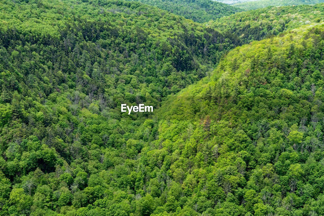 HIGH ANGLE VIEW OF TREES IN FOREST