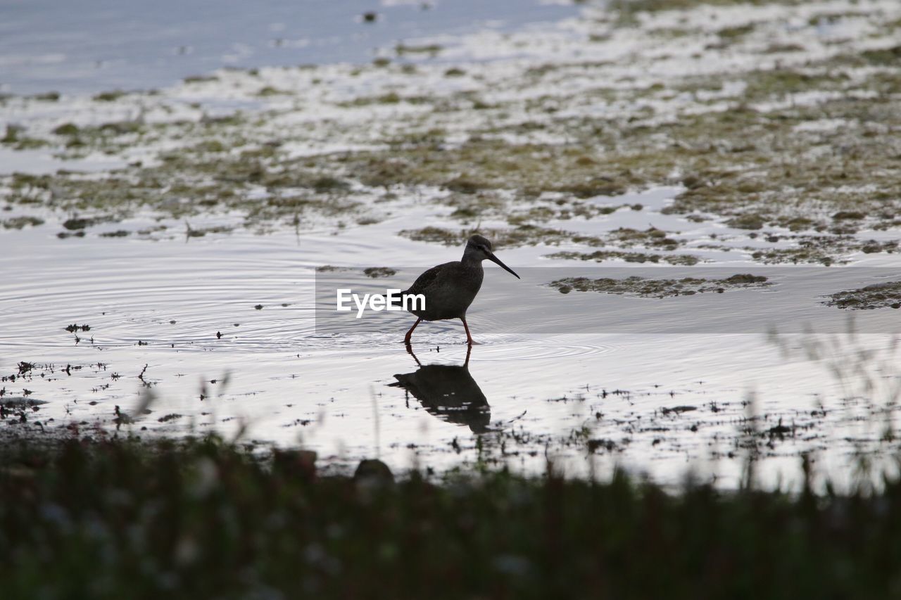 Bird silhouette  on a lake