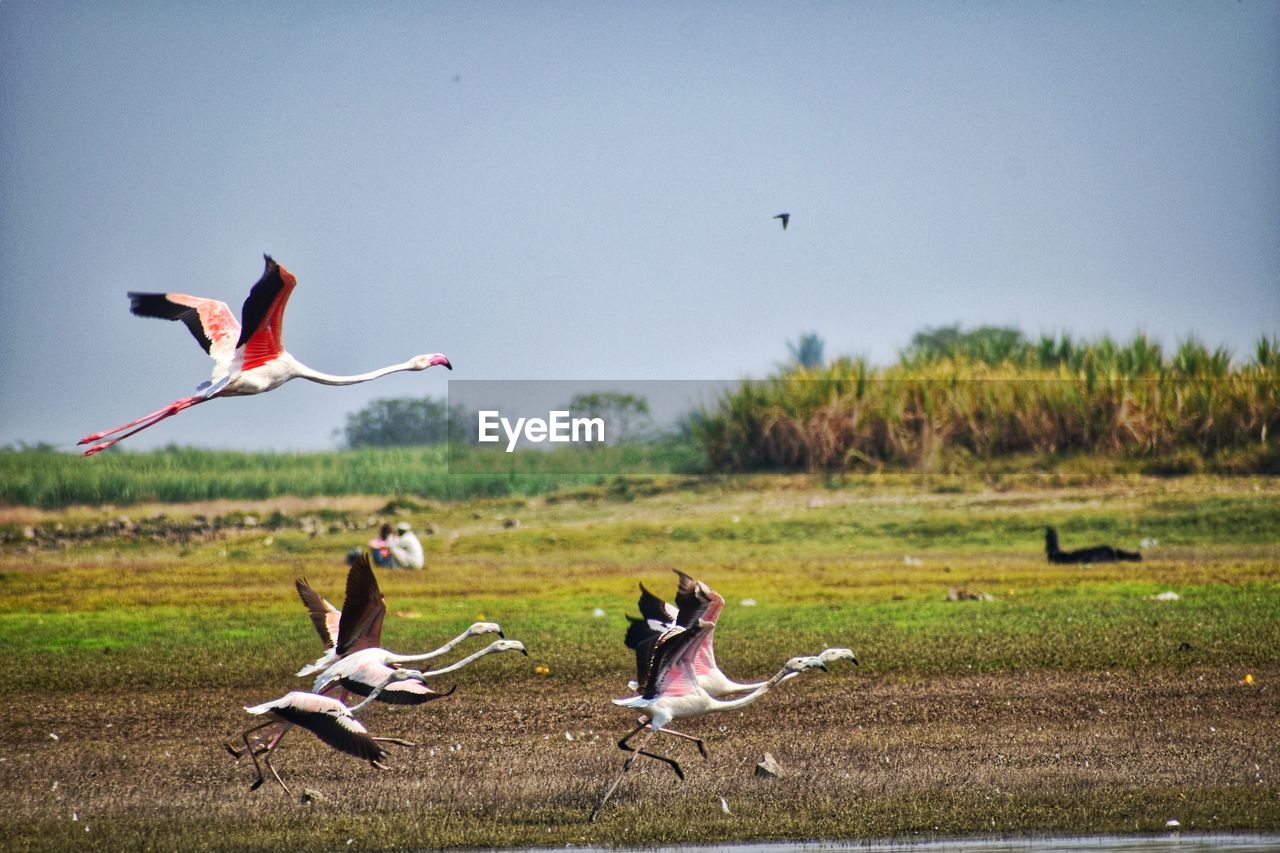 VIEW OF BIRDS FLYING OVER THE FIELD
