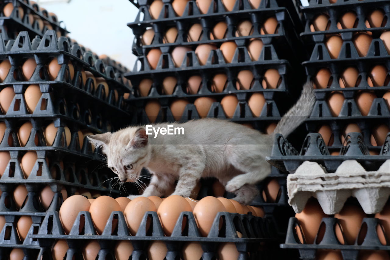 Cat walking on egg crates