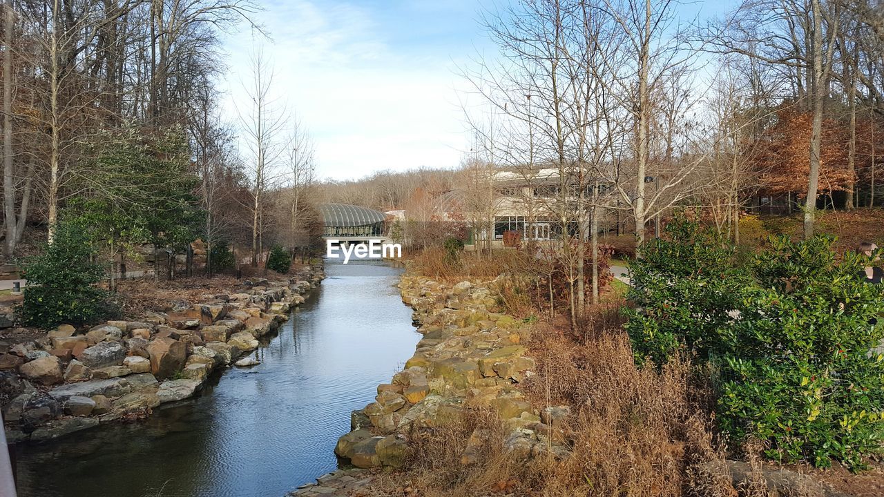 Stream amidst bare trees at forest