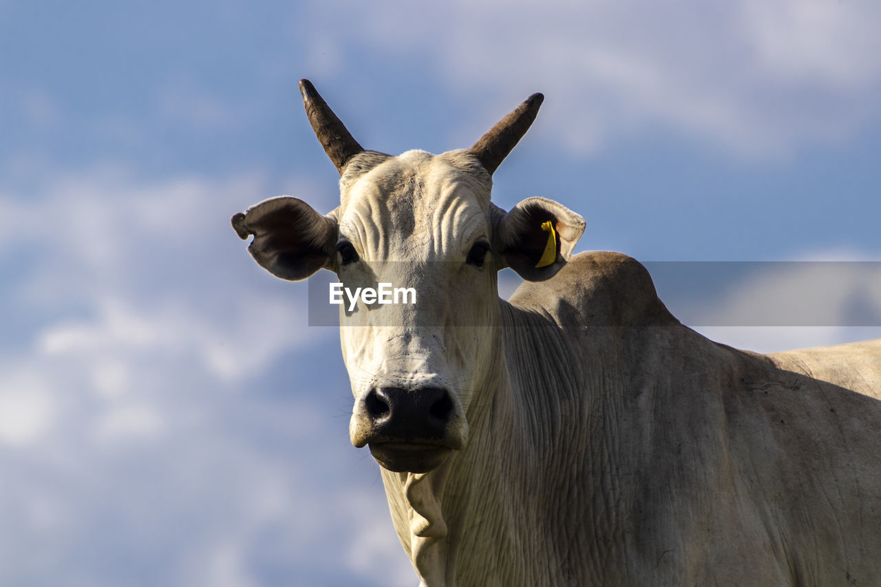 Zebu nellore cow in the pasture area of a beef cattle farm in brazil