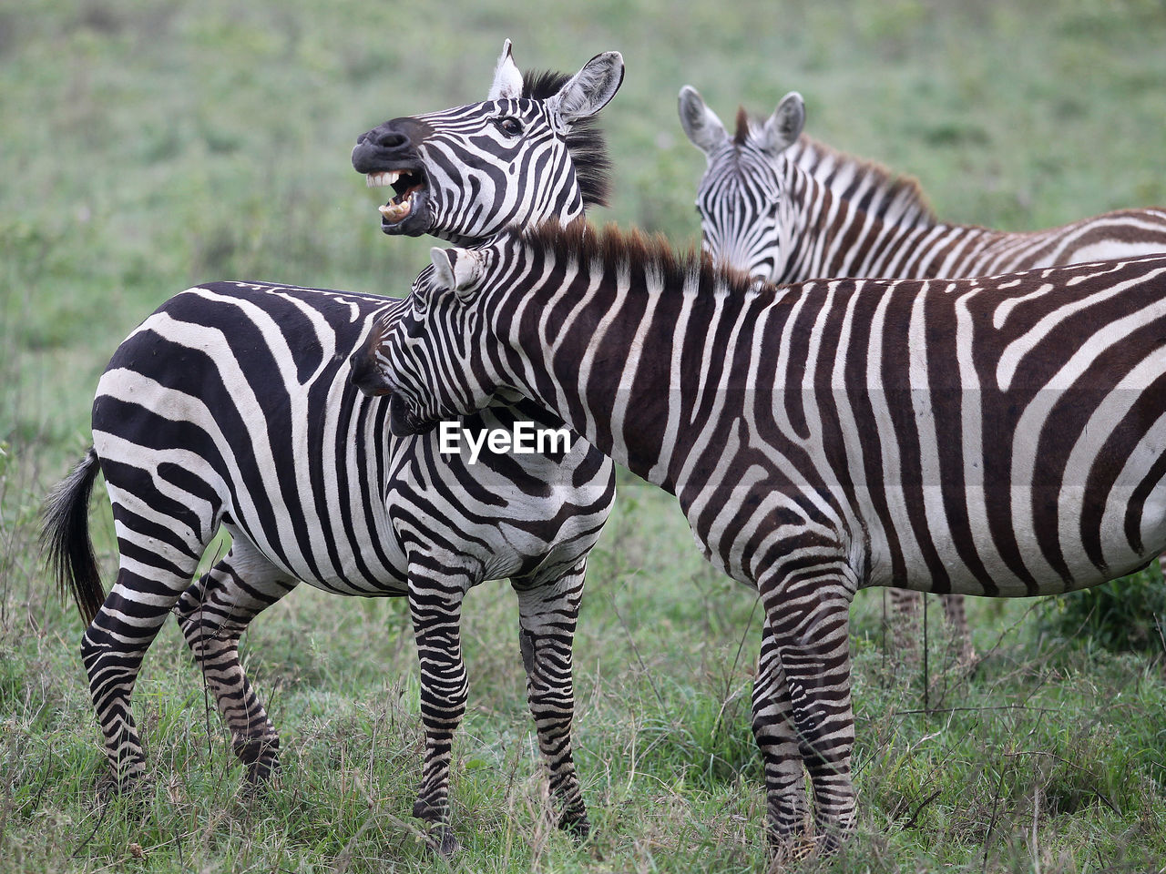 ZEBRAS IN THE FIELD