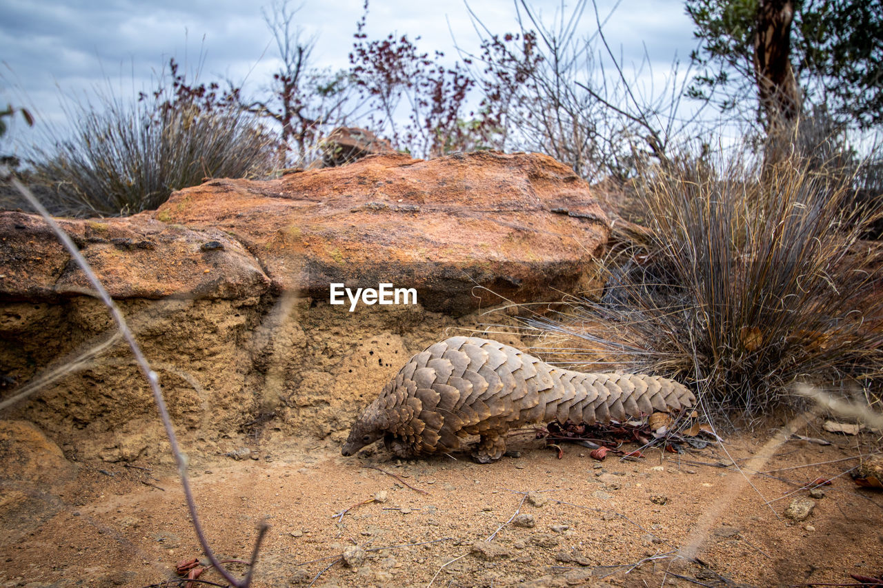 VIEW OF LIZARD ON FIELD