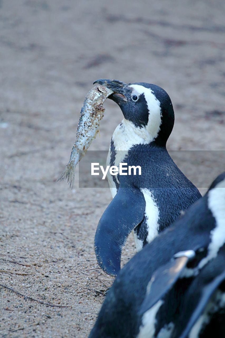 Close-up of penguin eating fish at beach