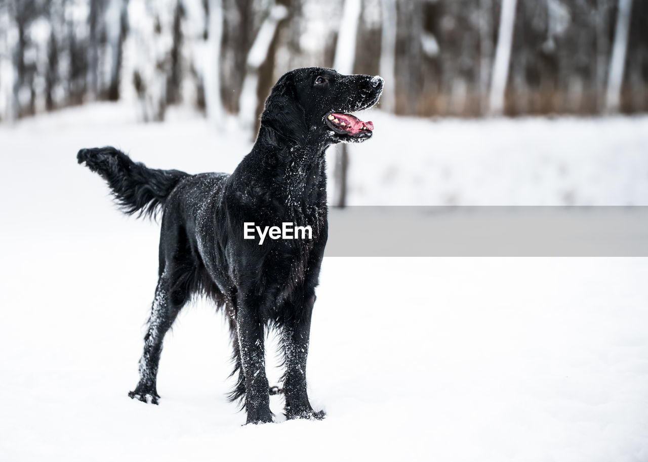 Black dog on snow covered field