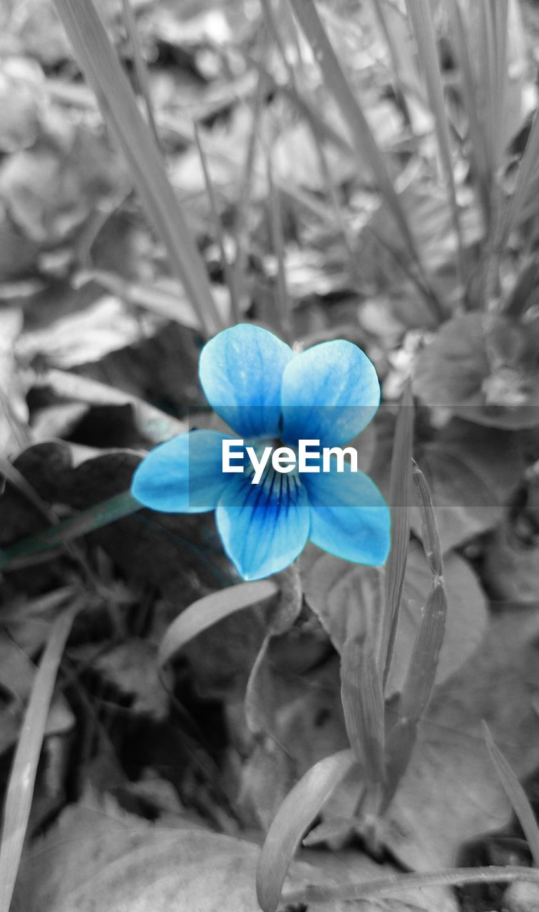 Close-up of blue flower