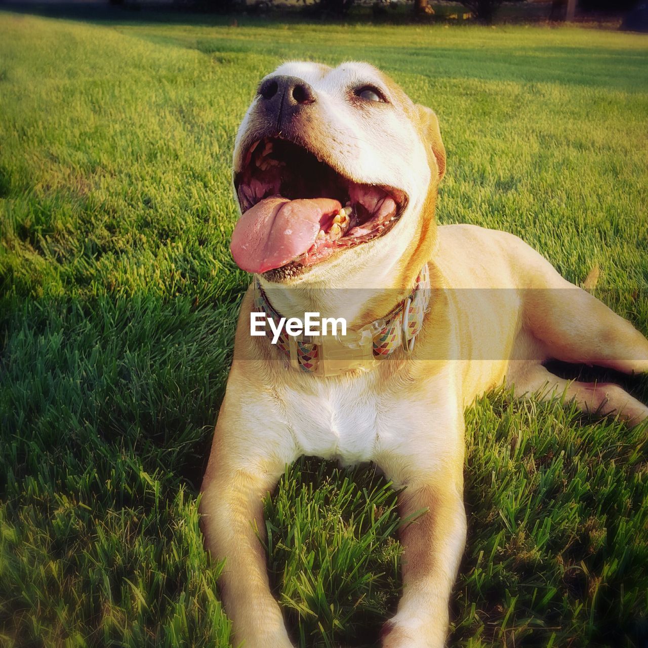 Close-up of dog looking up while relaxing grassy field