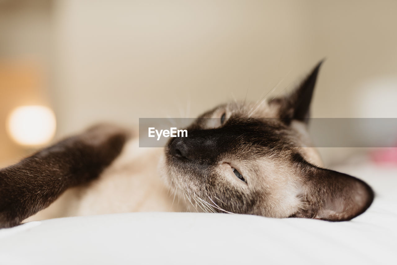 CLOSE-UP OF CAT ON BLANKET