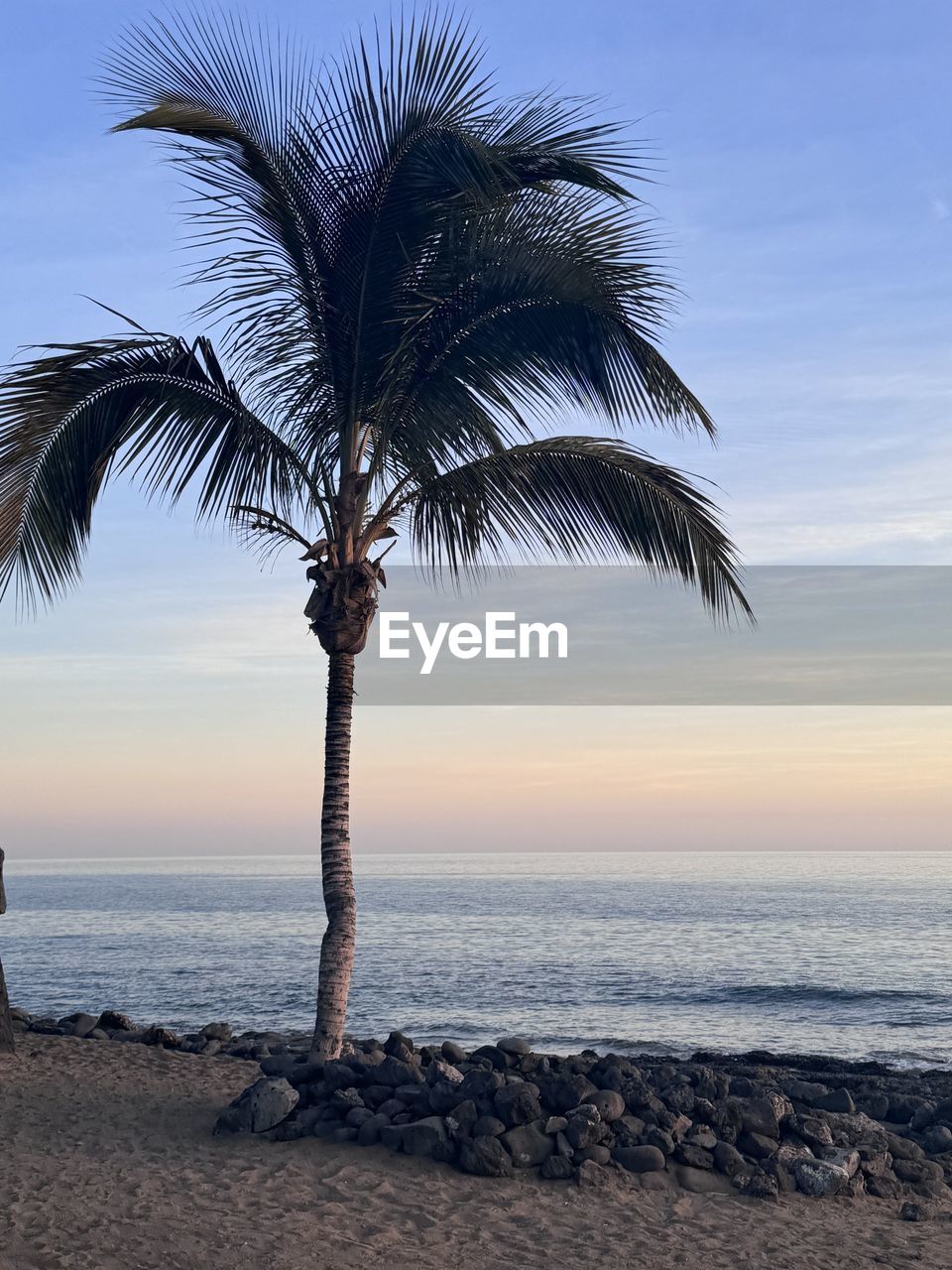 palm tree, tree, blue, tropical climate, nature, sky, plant, water, reflection, sunlight, winter, no people, close-up, beauty in nature, wind, outdoors, trunk, tree trunk, day, scenics - nature, tranquility, sea, coconut palm tree, palm leaf, leaf, land, beach, branch