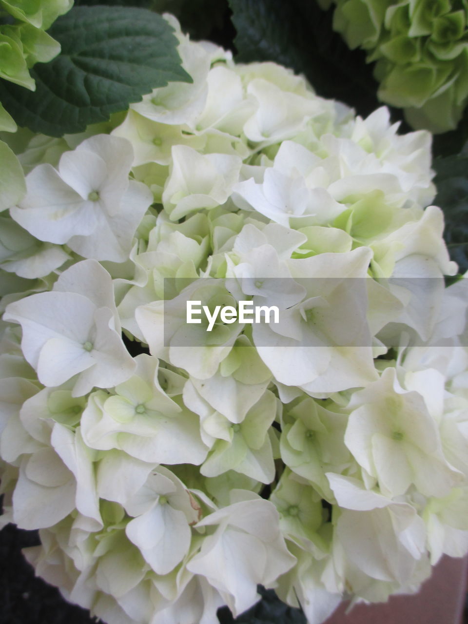 CLOSE-UP OF WHITE FLOWERS BLOOMING OUTDOORS