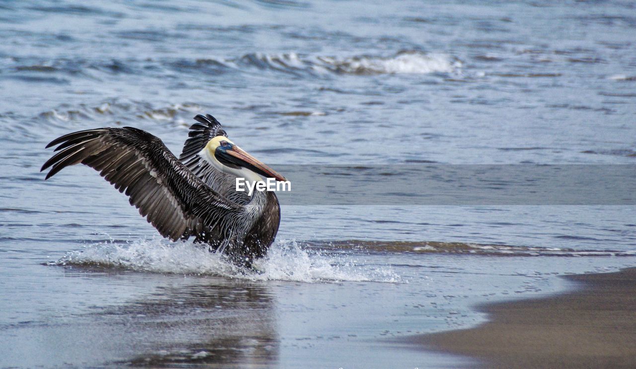 Bird flying over sea